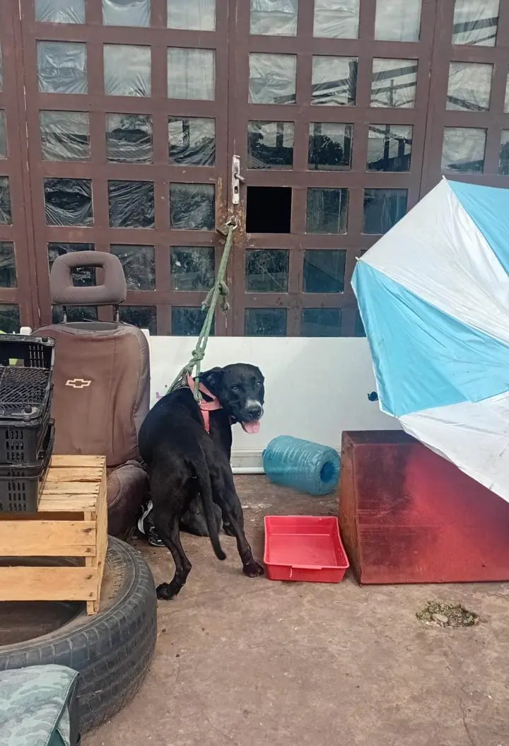 foto vertical que mostra um cachorro preto e grande preso em uma corda de menos de um metro, em um quintal pequeno, cheio de entulhos em volta. 