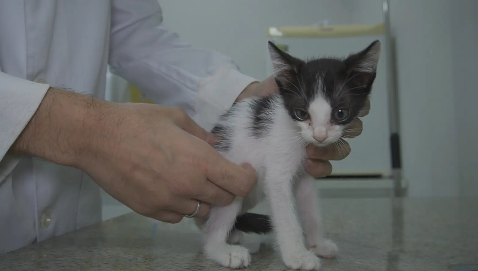 Foto horizontal que mostra um gatinho preto e branco sendo examinado pelas mãos de um médico veterinário, no consultório.