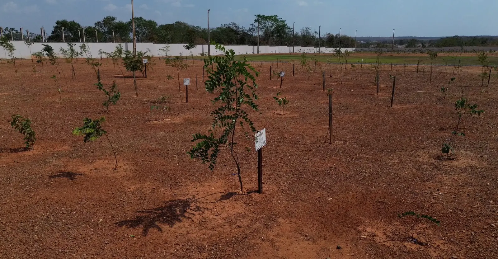 Foto horizontal em plano aberto que mostra um grande terreno cheio de mudas de árvores plantadas, sob um céu ensolarado.