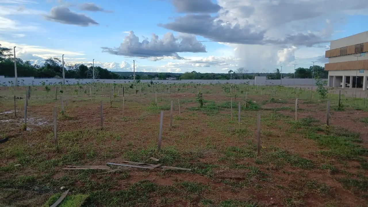 Terreno plano de terra batida com mudas de árvores recém-plantadas, apoiadas por estacas de madeira. Ao fundo, um muro branco, árvores e um prédio moderno sob um céu azul com nuvens densas.