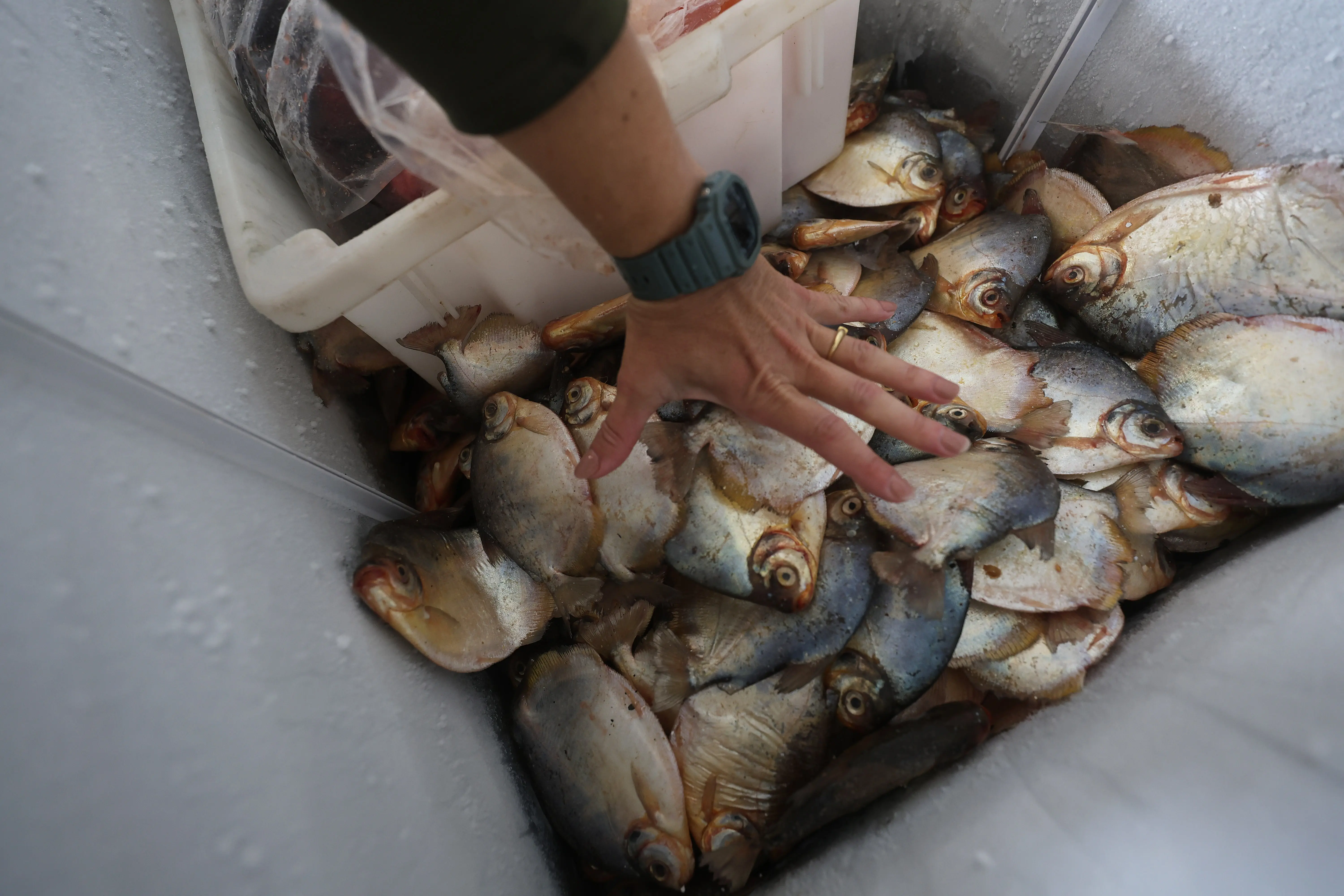 Peixes de diferentes tamanhos armazenados em um freezer durante fiscalização ambiental. Uma mão aparece sobre os exemplares, indicando a comparação de tamanho dos pescados apreendidos.
