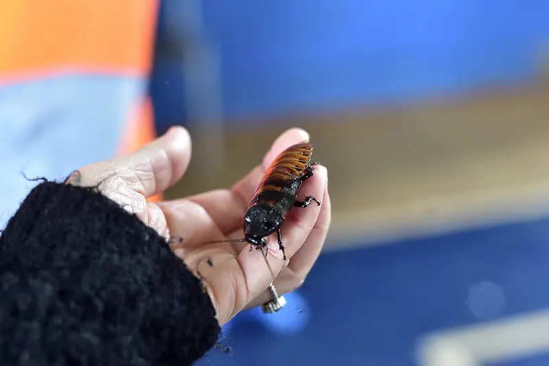 Detalhe de uma mão segurando um besouro taxidermizado.