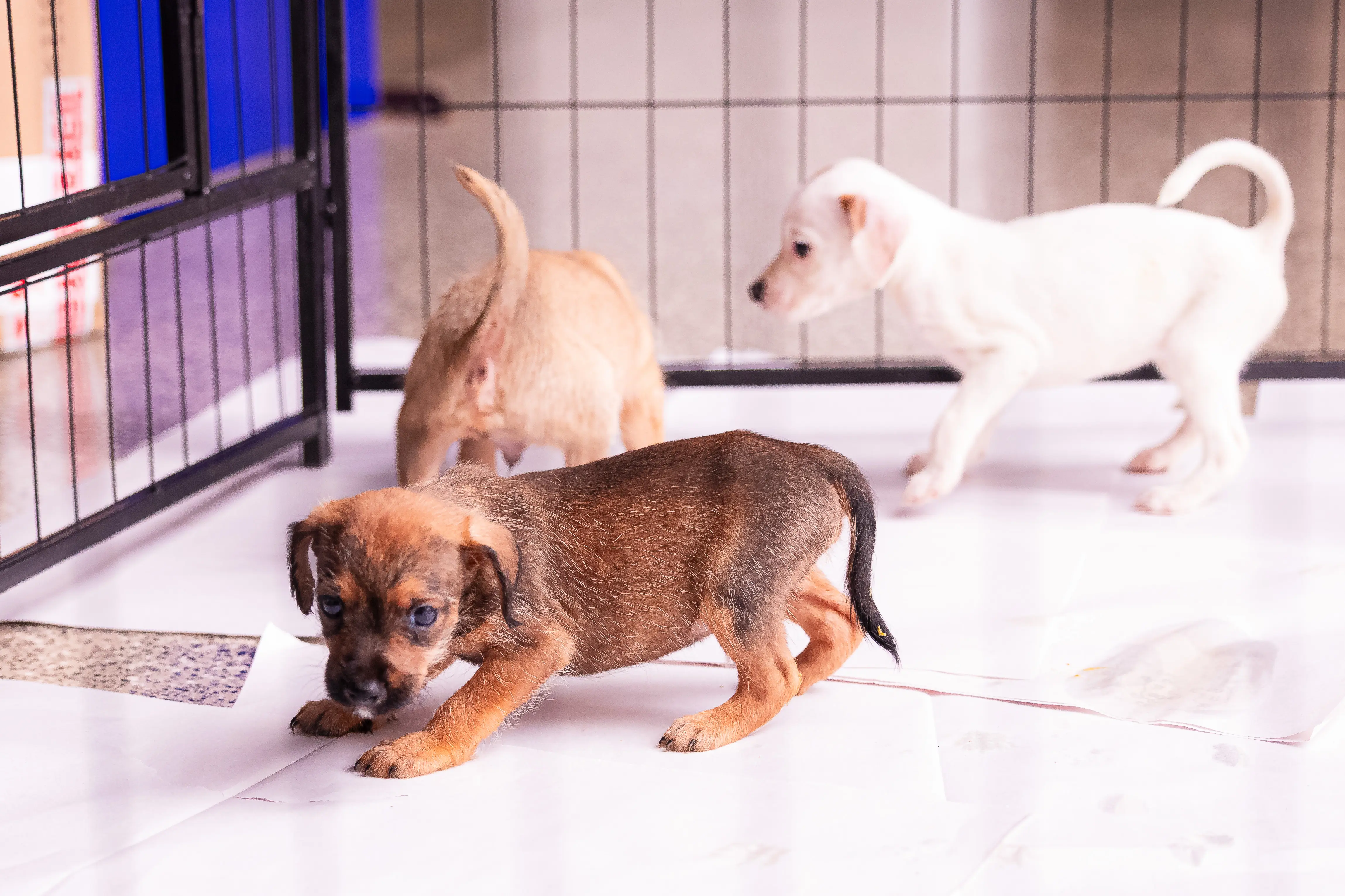 Filhotes de cães disponíveis para adoção exploram o espaço preparado para a feira de adoção de animais. Em primeiro plano, um filhote de pelagem marrom com dorso escuro caminha em direção à câmera, enquanto, ao fundo, outros dois filhotes, um branco e um caramelo, circulam pelo cercado montado para 