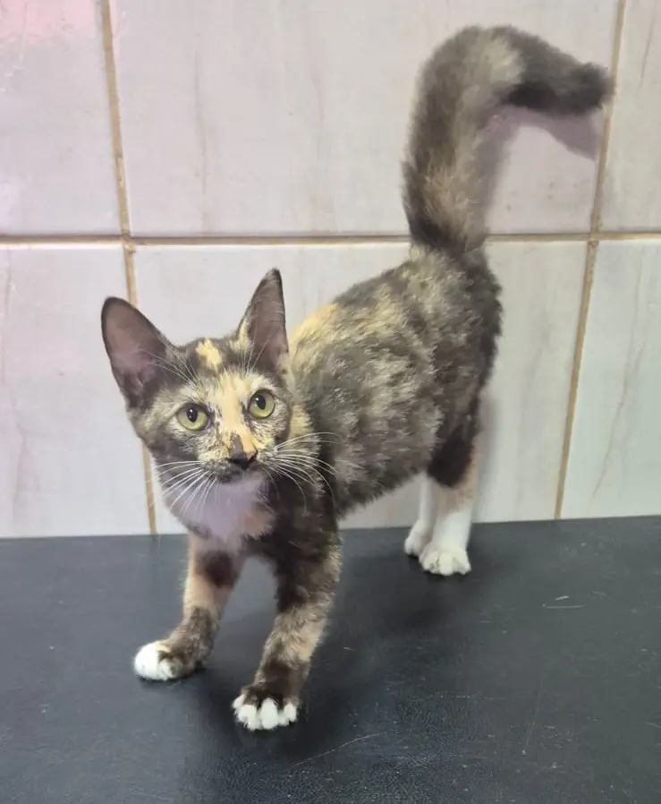 Gatinha filhote de pelagem mesclada em tons de preto, bege e branco, em pé sobre uma mesa escura, olhando para a câmera.
