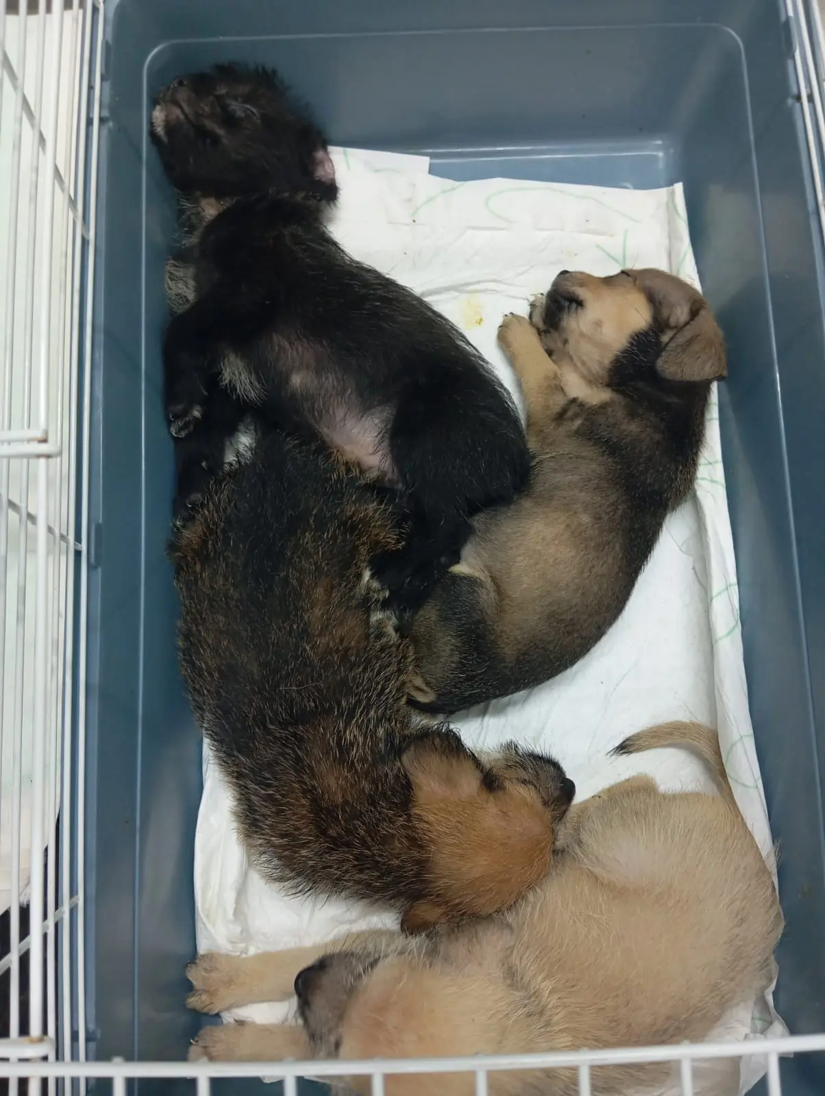 Quatro filhotes de cachorro dormem juntos dentro de uma caixa plástica forrada, em um ambiente protegido.