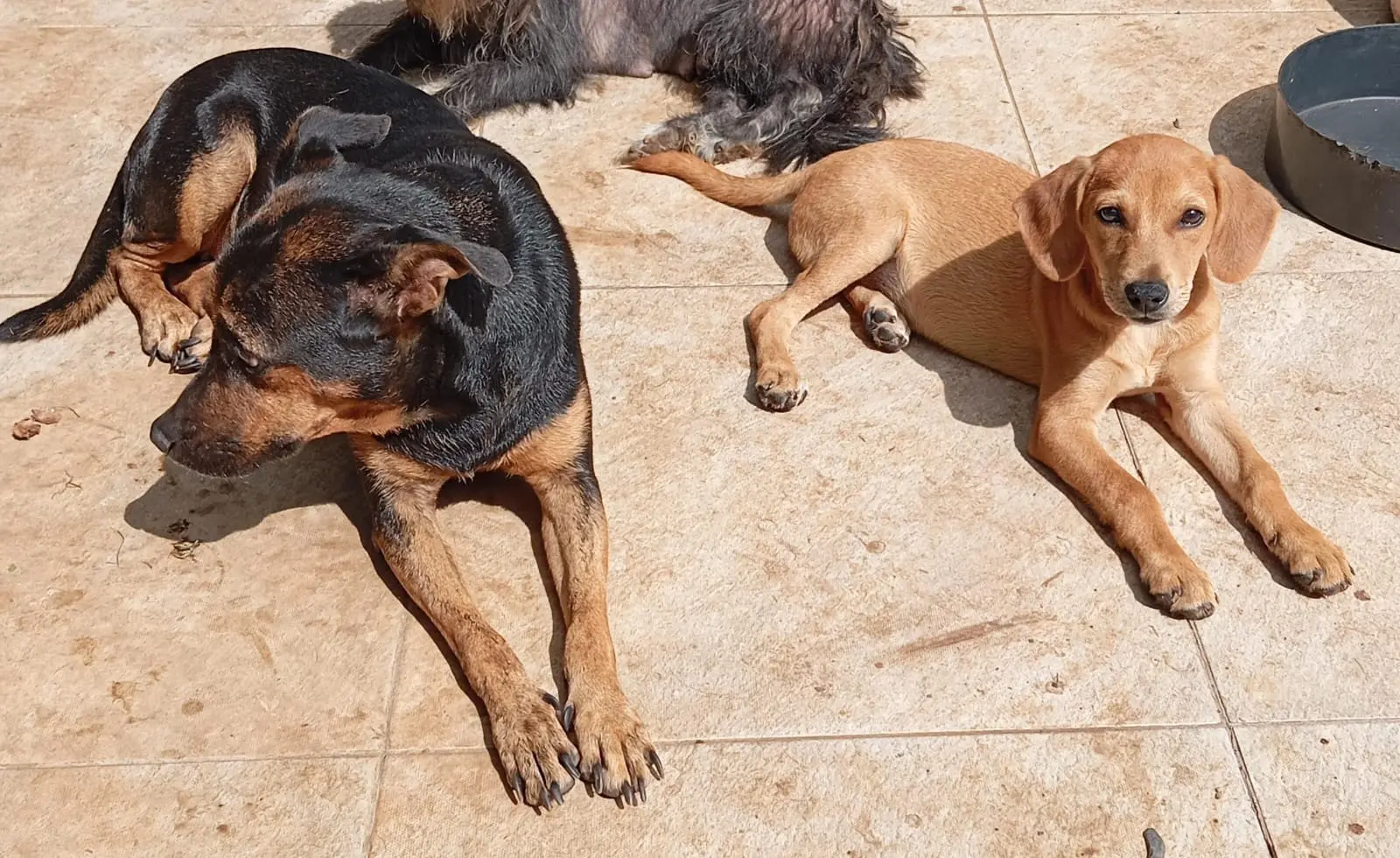 Dois cães deitados ao sol sobre piso claro. Um cão adulto preto e marrom está ao lado de um filhote caramelo que olha para a câmera.