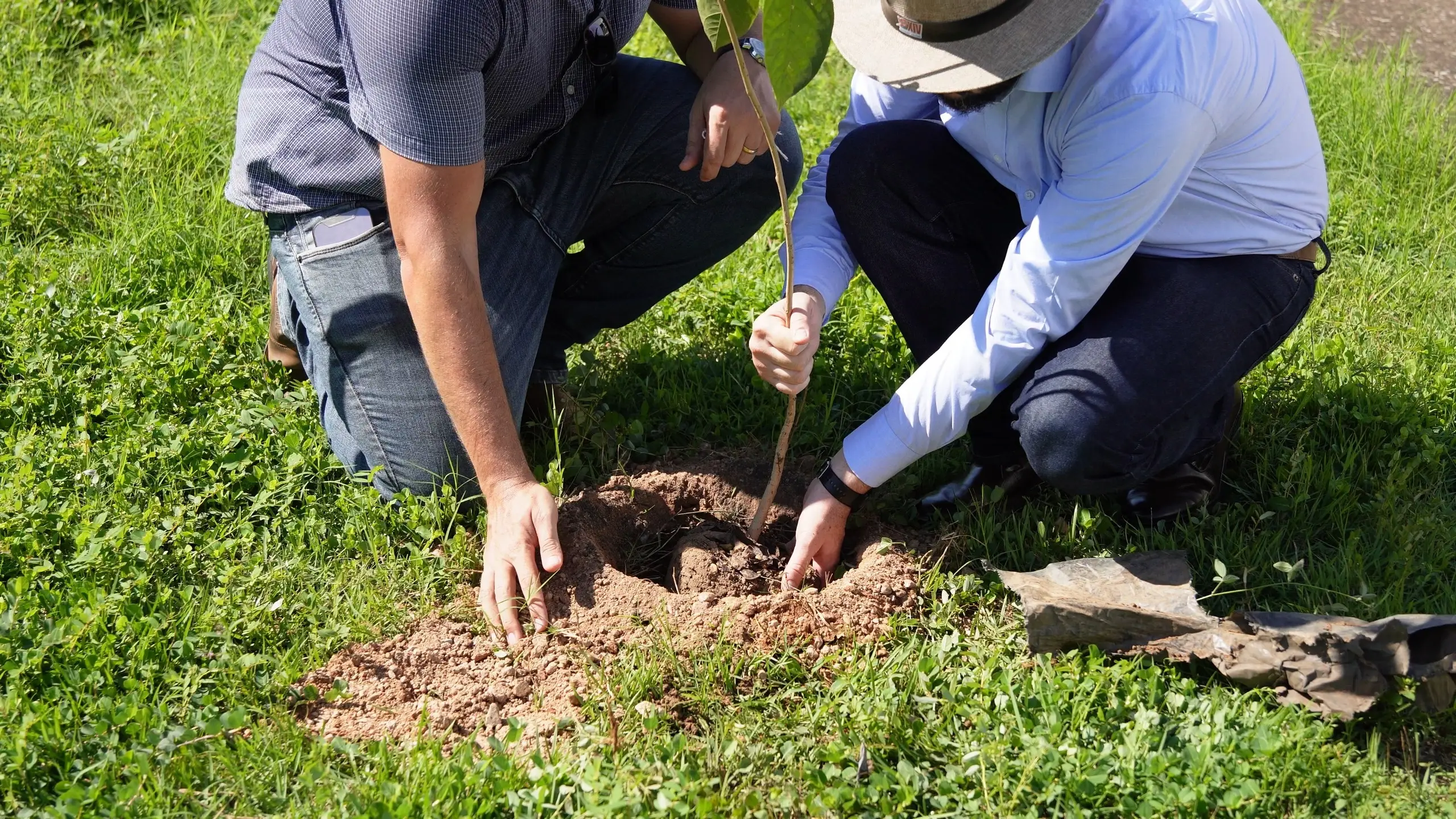 Dois homens de chapéu de palha agachados em um gramado verde, sob sol forte. O homem da esquerda, de barba e camisa xadrez, olha para frente. O da direita, de camisa azul clara, planta uma muda alta e fina. Ao fundo, um acostamento e mato.